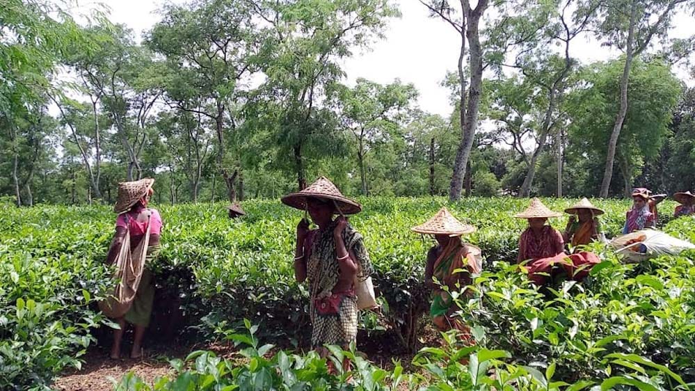Read more about the article চা শ্রমিকদের দৈনিক মজুরিতে সংসার চলে না