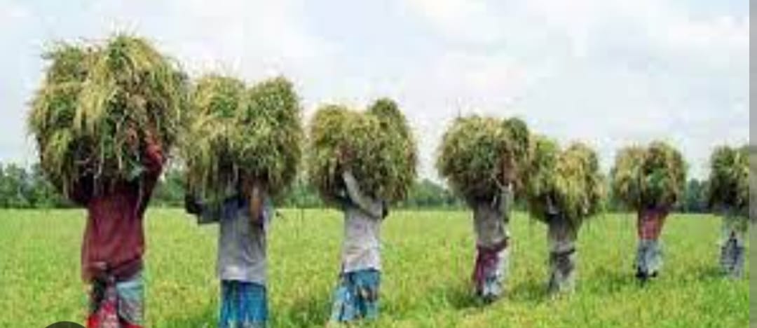 Read more about the article কৃষি প্রণদনা পাচ্ছেন ব্যপক সংখ্যক কৃষক