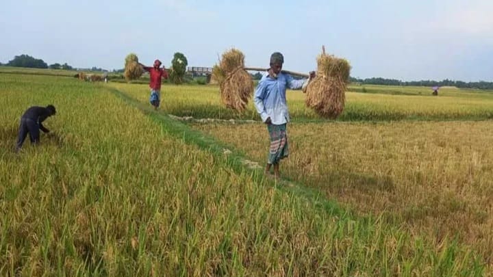 Read more about the article কৃষকরা ধান কেটে চোঁখে মুখে হাসির ঝিলিক